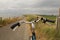 A bicycle handlebar closeup at the road at the sea dyke along the westerschelde in summer in holland