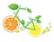 Bicycle of health, wheels from a lemon and orange