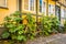 A bicycle at a house-wall  is overgrown by hollyhocks in Faaborg, Denmark