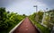 Bicycle lane and a jogging path surrounded by green in Cinta Costera - Panama City, Panama