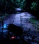 Bicycle lying on the pathway surrounded by tall trees at nighttime