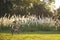 Bicycle with Meadow field Landscape outdoor ride