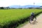 Bicycle parked by the Japanese green ricefield