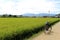 Bicycle parked by the Japanese green ricefield