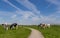 Bicycle path through farmland with cows