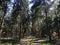 Bicycle path through the forest around Heemserveen