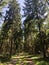 Bicycle path through the forest around Heemserveen