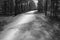 Bicycle path leading through the forest