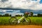 Bicycle in the rice field