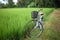 Bicycle in rice paddy, asia