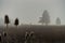 Bicycle rider alone in the fog of a early morning with a group of plants parallel situated like two trees in the