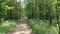 Bicycle rides along narrow path past bushy trees in park