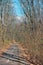 Bicycle road in the woods