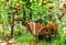 Bicycle-shaped flower stand on a flower bed in the garden.