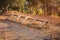 Bicycle stand parking from wood in nature