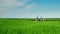 A bicycle stands on a green meadow against a blue sky. Idylistic landscape, the camera smoothly move to the bike