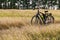 The bicycle stands among the tall grass on the meadow. Later summer, the grass is yellow