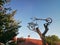 Bicycle statue, bicycle on a tree, handmade.