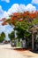 Bicycle taxi on dirt village street under a Royal Poinciana tree in Sisal Yucatan Mexico