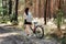 Bicycle Tourism. Road Biking Trails. Bicycles for rent. Single woman riding bike in pine forest in sunny day