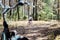 Bicycle Tourism. Road Biking Trails. Bicycles for rent. Single woman riding bike in pine forest in sunny day