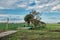 Bicycle track with pollard willows in Dutch countryside