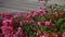 Bicycle Traffic Zooms by Bougainvillea Bloom Downtown Santa Barbara CA