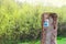 Bicycle trail in the forest, in bright spring colors