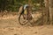 Bicycle under an old tree used by the jungle guard