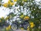 Bicycle with yellow daisy flower on back