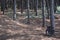 Bicycles in the pine trees and pinewood forest on the seaside, Beach and sea of Marina di Cecina, Maremma, Tuscany, Italy, Europe