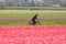Bicycling through the flower fields