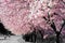 Bicyclist Biking Under The Dreamy Bright Pink Spring Cherry Blossom In Full Bloom During A Warm Afternoon In Fall City Washington