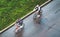 Bicyclists rides sport bicycles along autumnal street