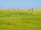 Bicyclists riding bikes on with grass field on a sunny day, Schiermonnikoog, Netherlands