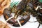 Bid fresh alive uncooked lobster. Close up view of premium natural seafood.