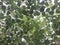 Bidara tree and leaf walpaper plant
