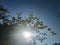 the bidara tree looks from below with a backdrop of sunshine