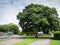 BIDEFORD, DEVON, UK - JULY 1 2020: oak tree planted 1905, with modern children.