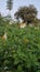 Biden Pilosa flowers with a bunch small purple flowers and leaves in the background