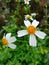 BIDENS ALBA FLOWER