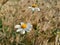 Bidens Alba flowers amidst dry grass