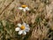 Bidens Alba flowers amidst dry grass