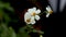 Bidens alba, white flower,Herba Bidentis Pilosa