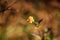 Bidens bipinnata Linn. is Wild flowers on the Chiang Dao mountain, Chiangmai at Thailand