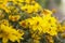 Bidens ferulifolia flowers in the garden