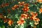 Bidens ferulifolia in the garden. Bidens is a genus of flowering plants in the aster family, Asteraceae. Berlin, Germany