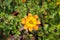 Bidens ferulifolia hawaiian flare orange yellow centre