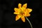 Bidens flower against black