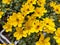 Bidens 'Golden Glory'